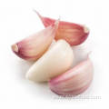 Garlic Farm Top Dientes de ajo frescos